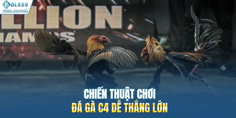 Chiến thuật chơi đá gà C4 dễ thắng lớn