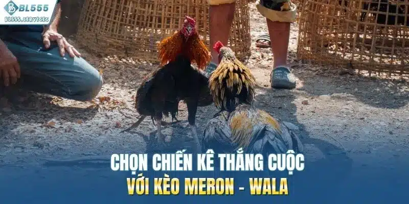 Chọn chiến kê thắng cuộc với kèo Meron - Wala