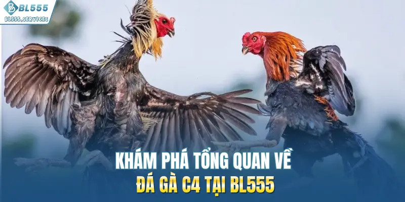 Khám phá tổng quan về đá gà C4 tại BL555
